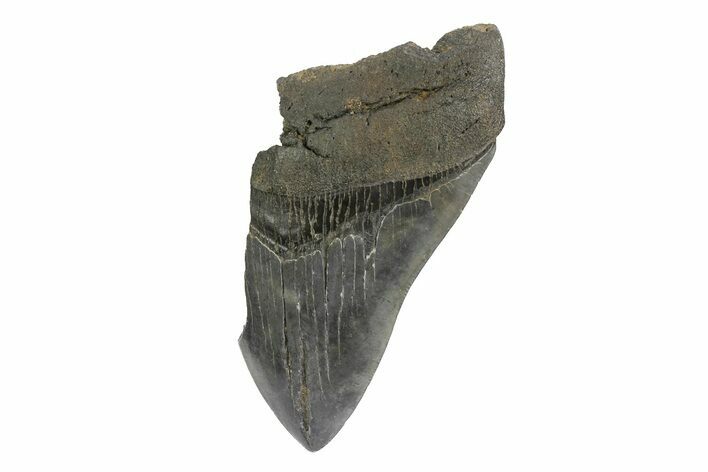 Partial, Fossil Megalodon Tooth - South Carolina #181144
